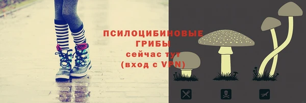 стаф Алзамай